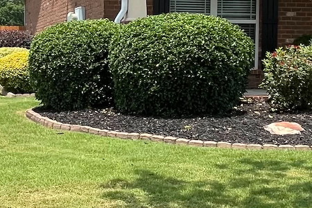 Avoid These 7 Common Hedge Trimming Mistakes Homeowners Make